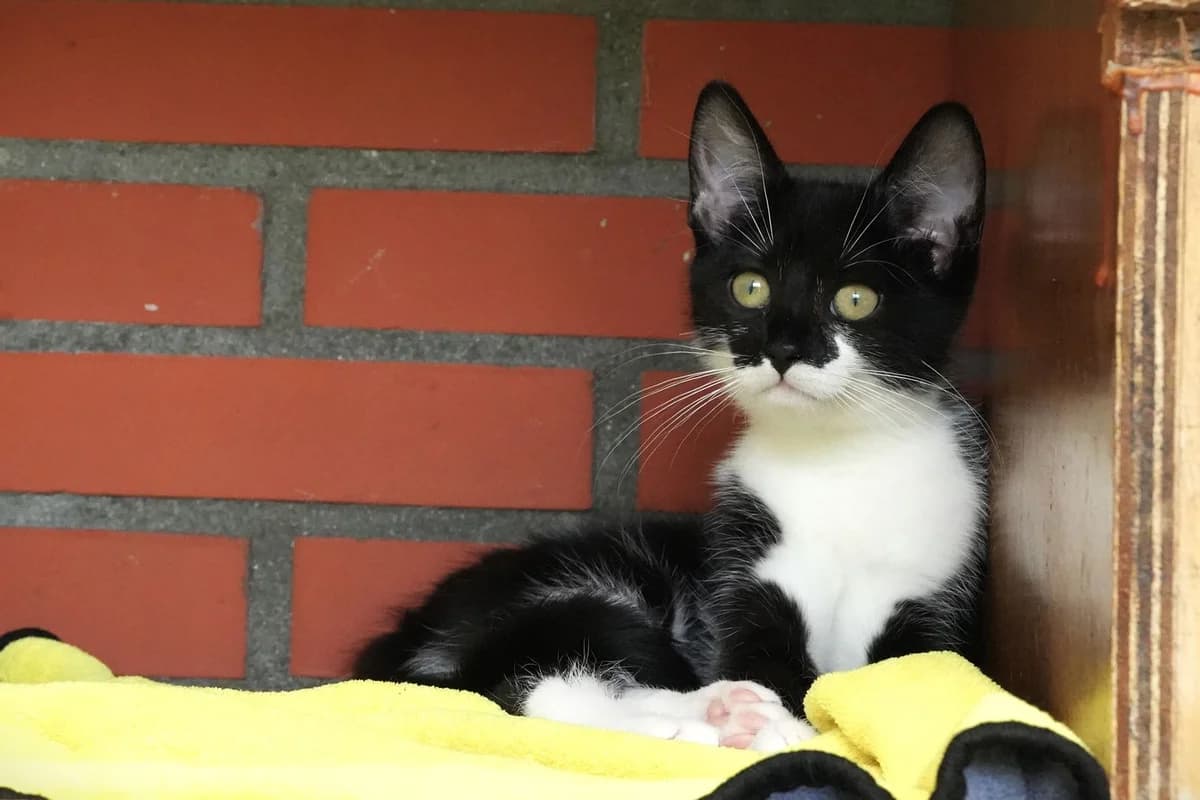 Roweda kitten, female Mixed Breed for adoption at Dierenopvang de Wissel, Tilburg