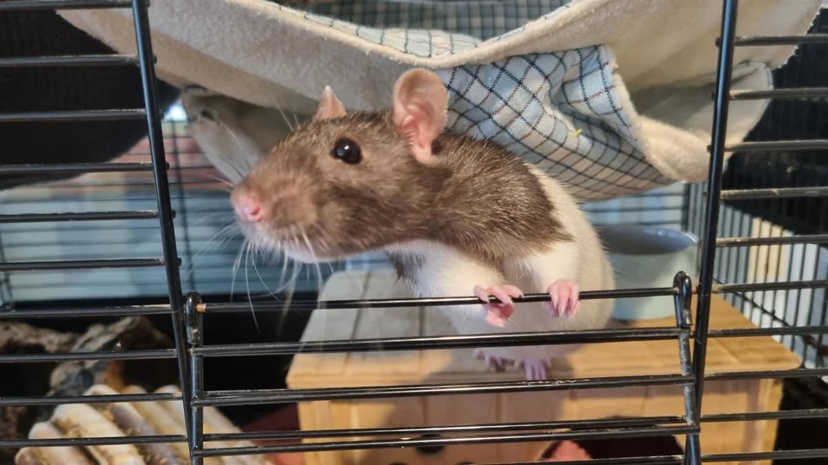 Tamme rat, female Mixed Breed for adoption at Dierenopvang de Wissel, Tilburg