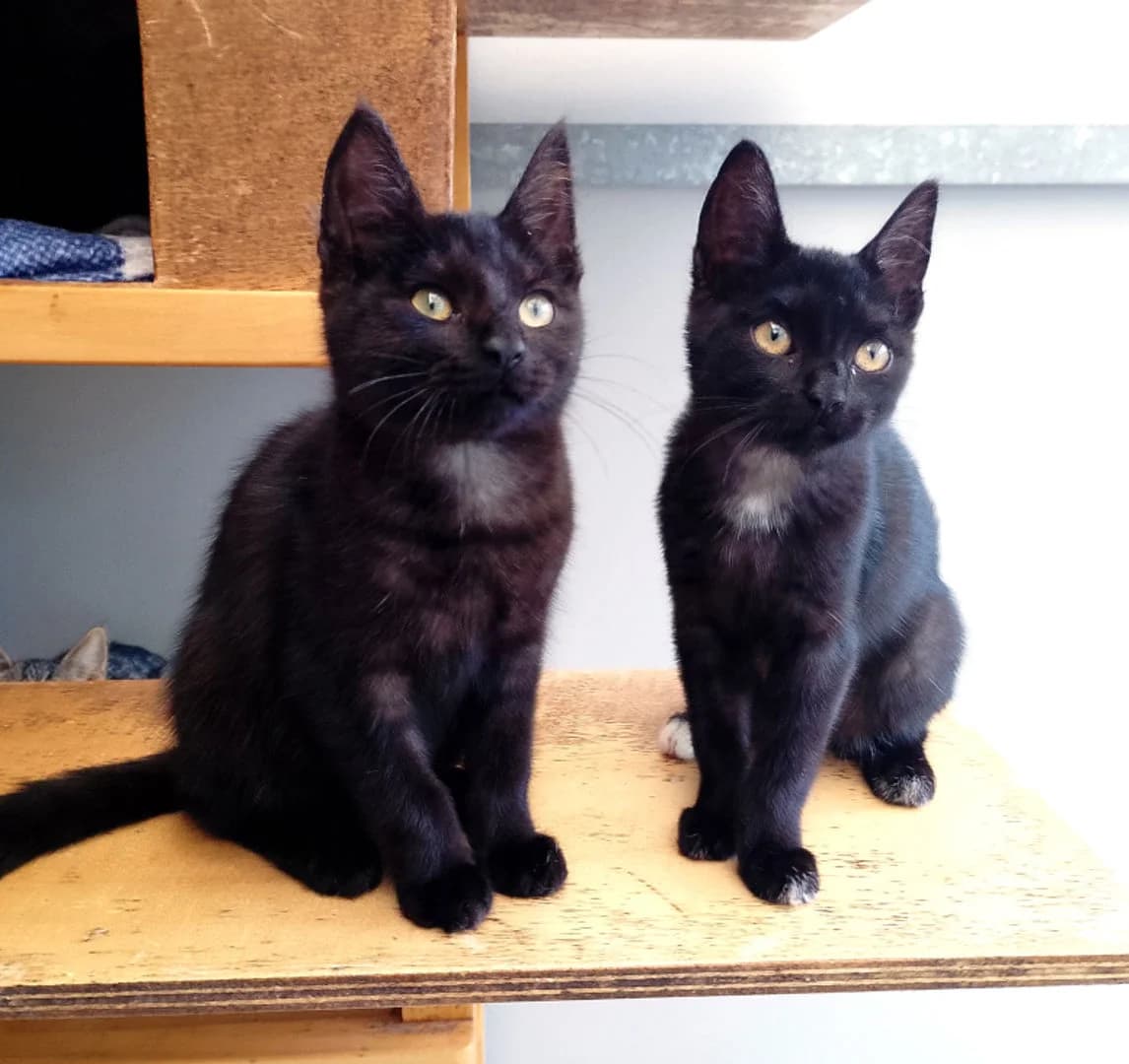 Zwieber kittens, male Mixed Breed for adoption at Dierenopvang de Wissel, Tilburg