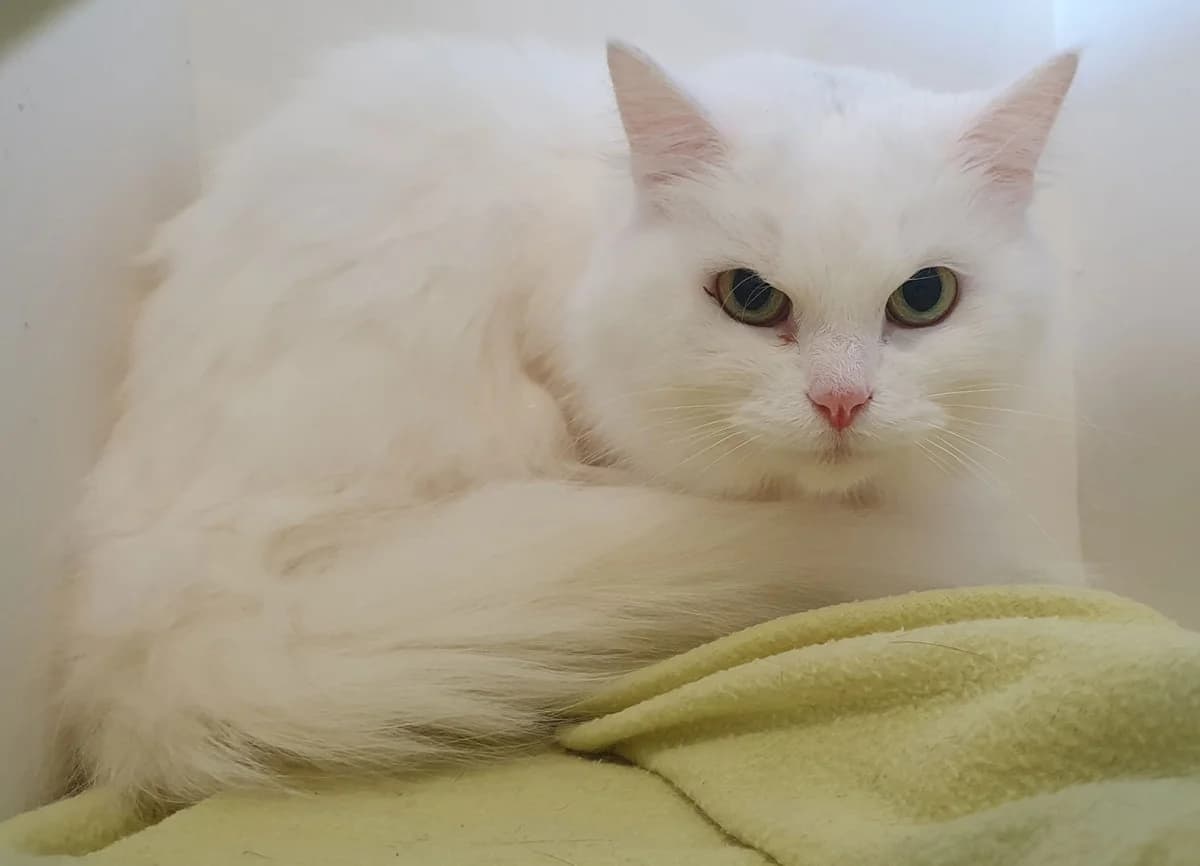 (binnenkat) Snowy, female Mixed Breed for adoption at Dierenopvang de Wissel, Tilburg