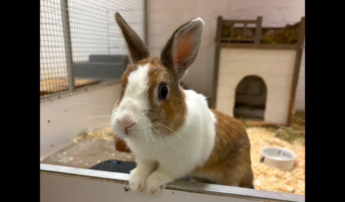 Bunny, male 3yo Mixed Breed for adoption at Dierenopvang Hengelo, Hengelo