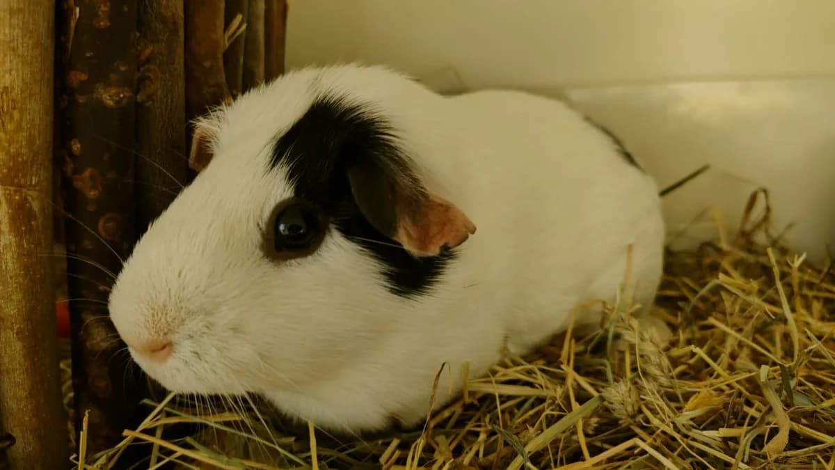 Coco, male 3yo Mixed Breed for adoption at Dierenopvang Hengelo, Hengelo