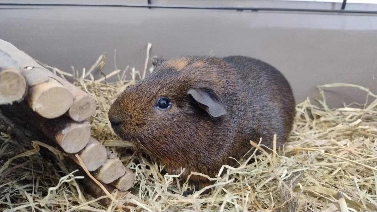 Pimmetje, male 3yo Mixed Breed for adoption at Dierenopvang Hengelo, Hengelo