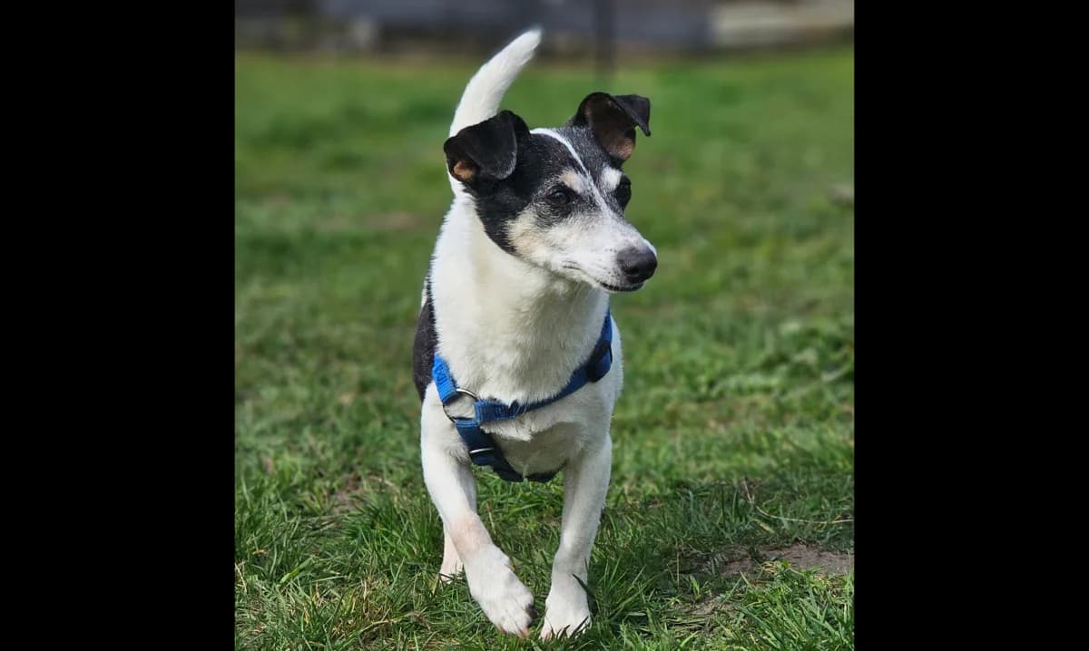 Tommy, male senior Mixed Breed for adoption at Dierenopvang Hengelo, Hengelo
