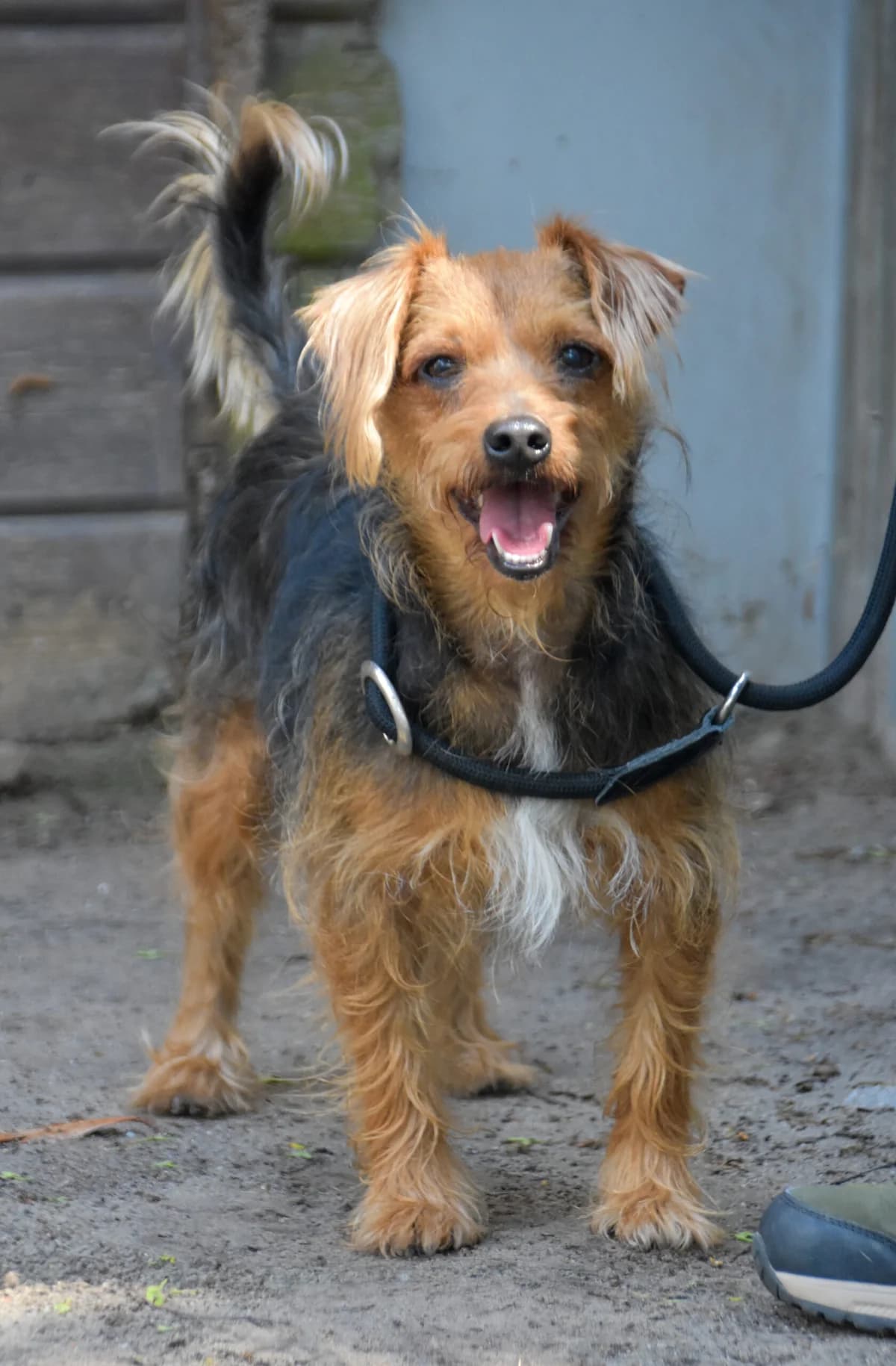 Bailey, female 6yo Mixed Breed for adoption at Dierenopvang Koningen, Netherlands