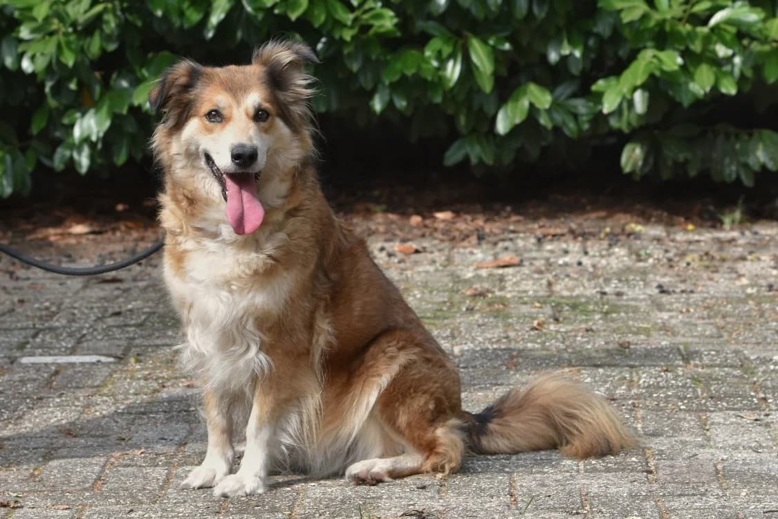 Chica, senior Mixed Breed for adoption at Dierenopvang Koningen, Netherlands