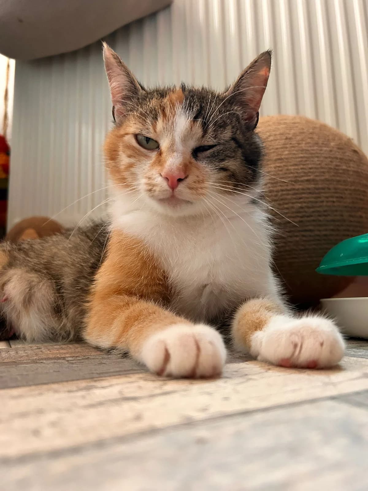 Lientje, 5yo Mixed Breed for adoption at Dierenopvang Koningen, Netherlands
