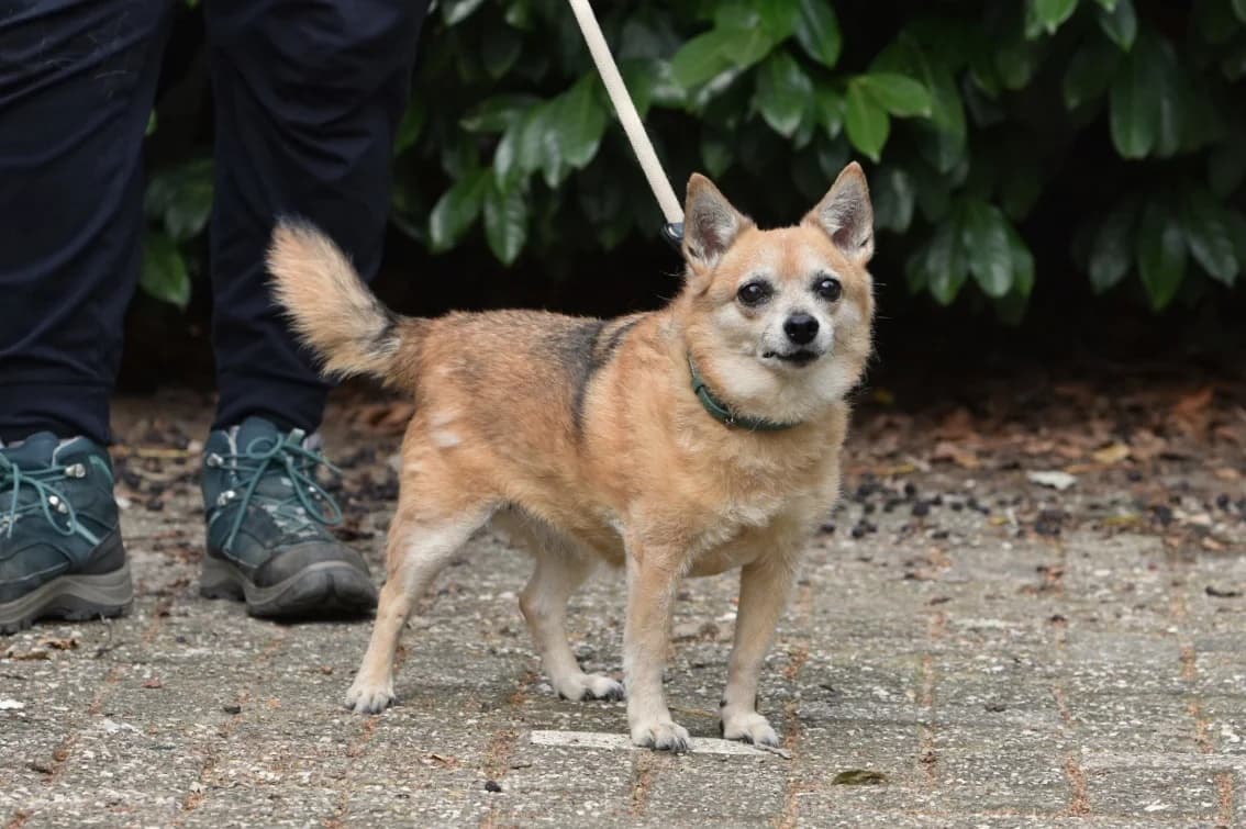 Mirna, male 5yo Mixed Breed for adoption at Dierenopvang Koningen, Netherlands
