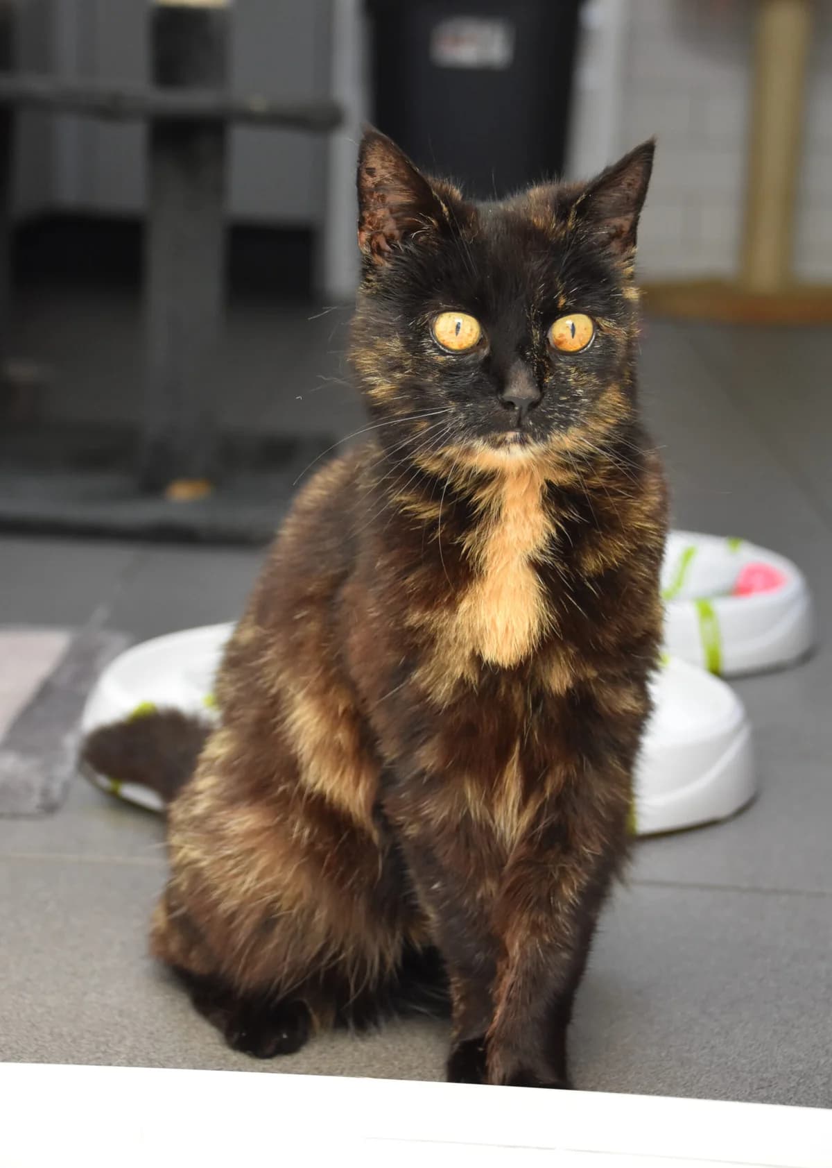 Poes, female senior Mixed Breed for adoption at Dierenopvang Koningen, Netherlands