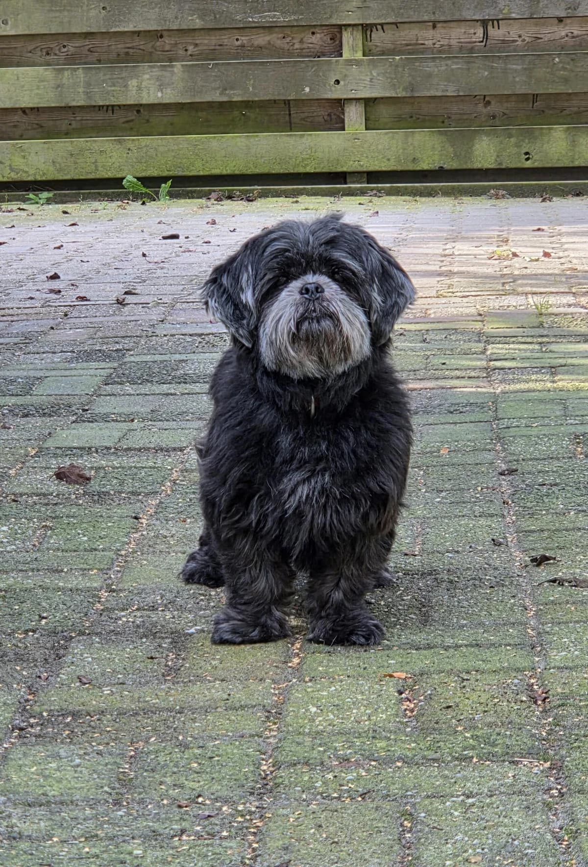 Suus, female senior Mixed Breed for adoption at Dierenopvang Koningen, Netherlands