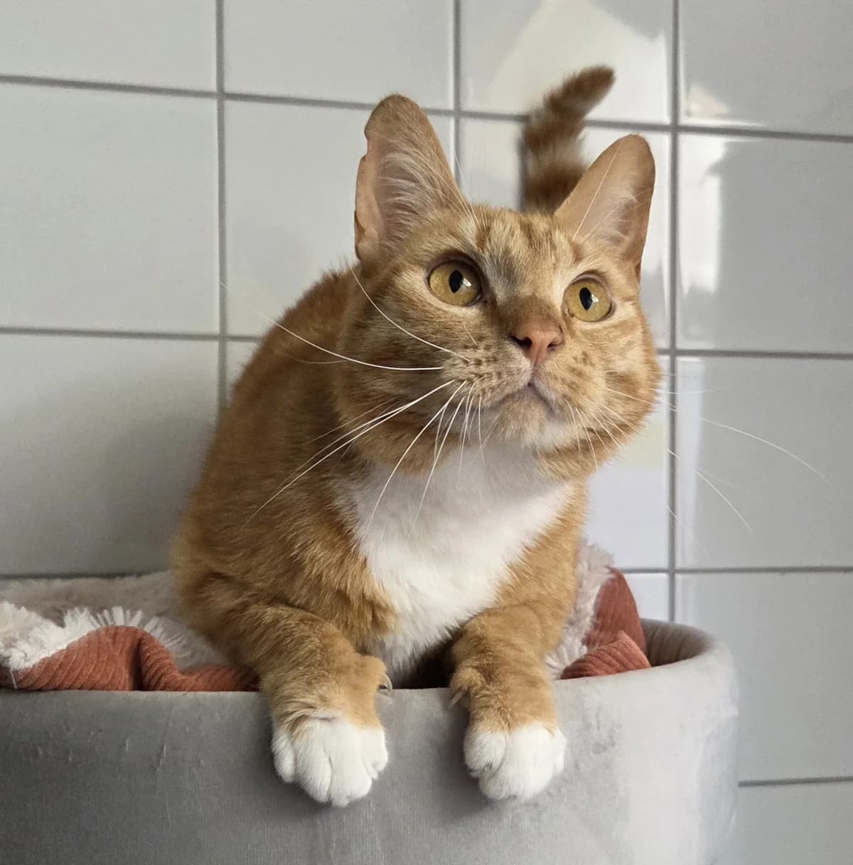 Toby, female 3yo Mixed Breed for adoption at Dierenopvang Koningen, Netherlands