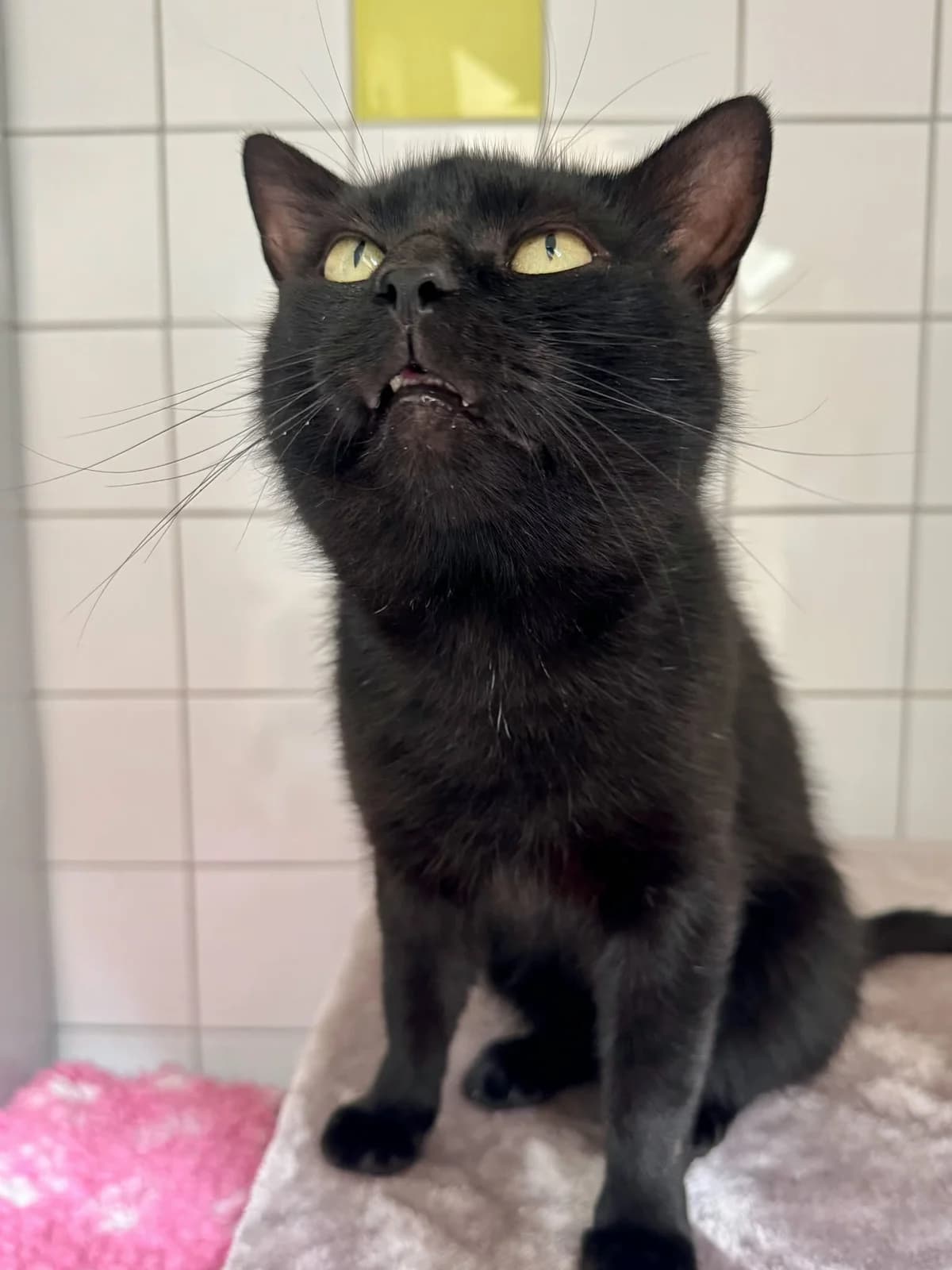 Tom, 3yo Mixed Breed for adoption at Dierenopvang Koningen, Netherlands