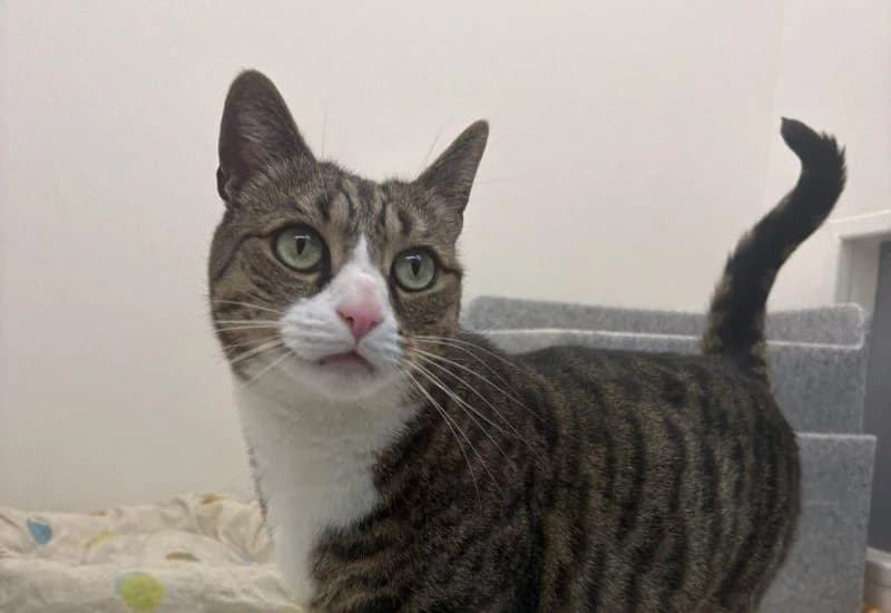 Spike, male Mixed Breed for adoption at Dierenopvang Rotterdam, Rotterdam