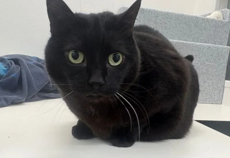 Nola, female Mixed Breed for adoption at Dierenopvang Rotterdam, Rotterdam