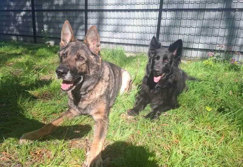 Noach & Bracha, Mixed Breed for adoption at Dierenopvang Rotterdam, Rotterdam