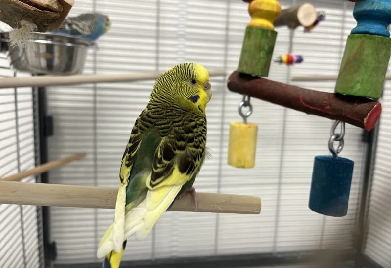 Doetie & Floepie, blauw female Mixed Breed for adoption at Dierenopvang Rotterdam, Rotterdam