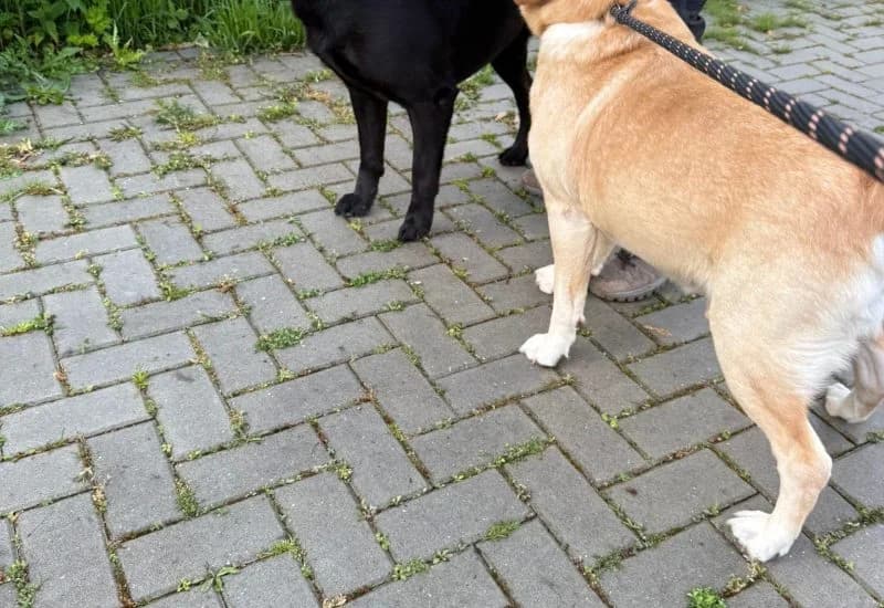 twee Labradors, male Mixed Breed for adoption at Dierenopvang Rotterdam, Rotterdam