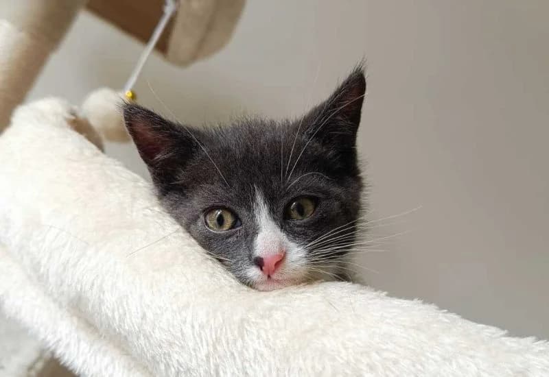 Mew, male Mixed Breed for adoption at Dierenopvang Rotterdam, Rotterdam