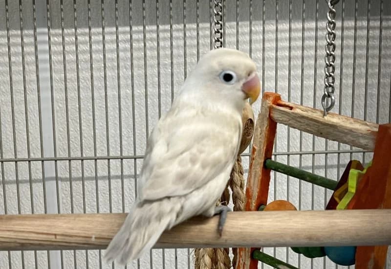 Mango, Mixed Breed for adoption at Dierenopvang Rotterdam, Rotterdam
