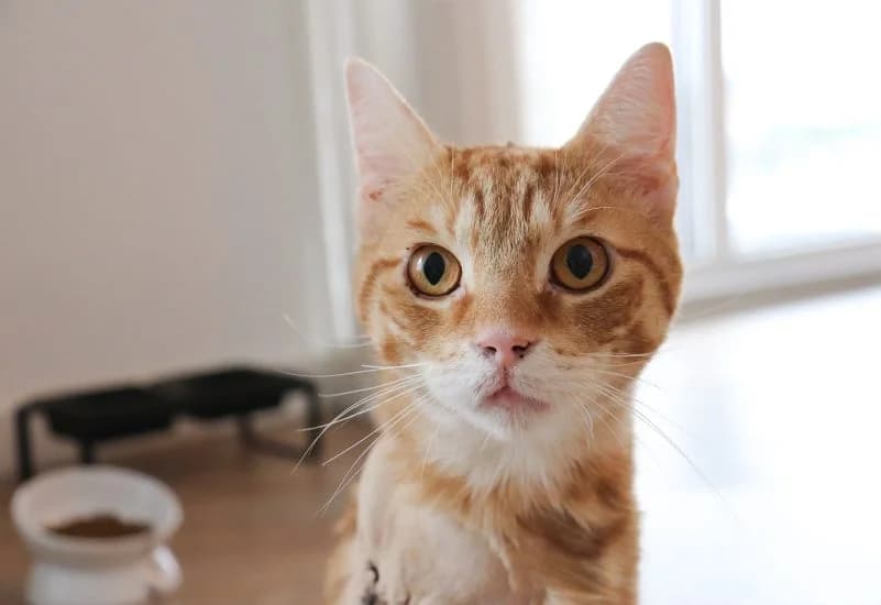 Cheddar, male Mixed Breed for adoption at Dierenopvang Rotterdam, Rotterdam