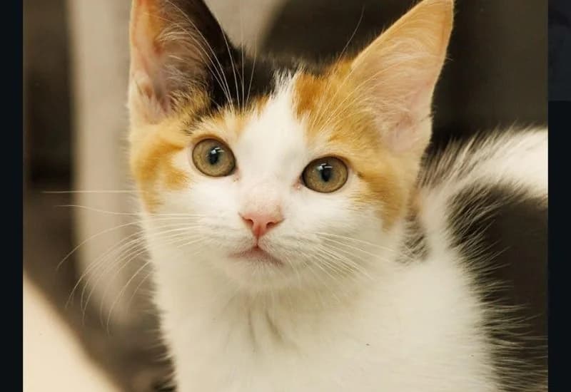 Sparky, female Mixed Breed for adoption at Dierenopvang Rotterdam, Rotterdam