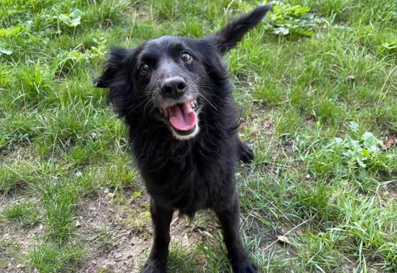 Blue, male senior Mixed Breed for adoption at Dierenopvang Rotterdam, Rotterdam