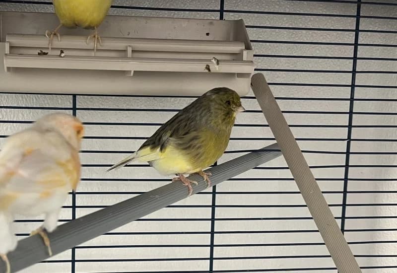 Kippie, Mixed Breed for adoption at Dierenopvang Rotterdam, Rotterdam