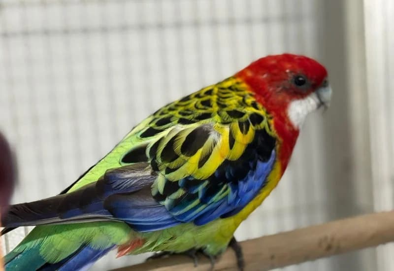 Rosella, Mixed Breed for adoption at Dierenopvang Rotterdam, Rotterdam
