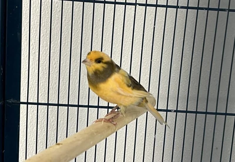 Arie de Kanarie, Mixed Breed for adoption at Dierenopvang Rotterdam, Rotterdam
