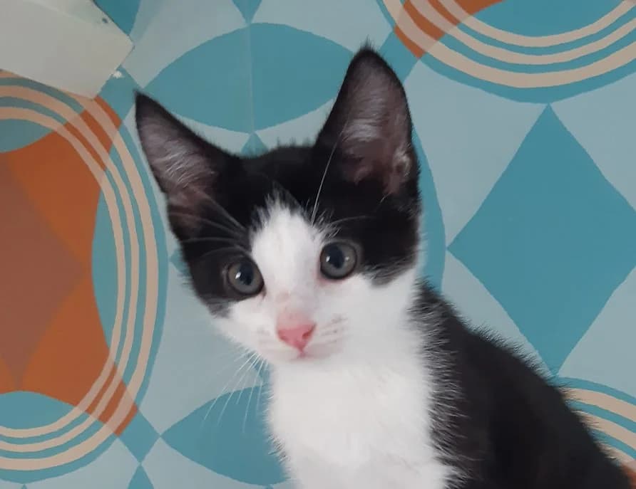 Benji (koppel met Maki), puppy European Shorthair for adoption at Dierenopvang Hart van Brabant