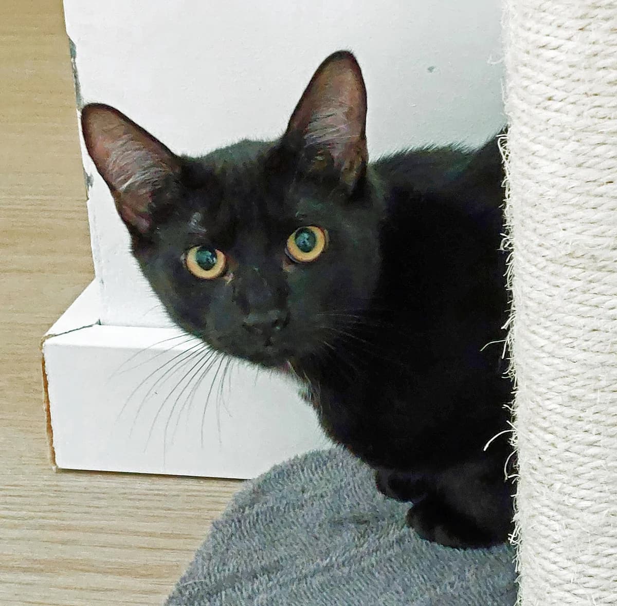 Billy (koppel met Brom), male puppy European Shorthair for adoption at Dierenopvang Hart van Brabant