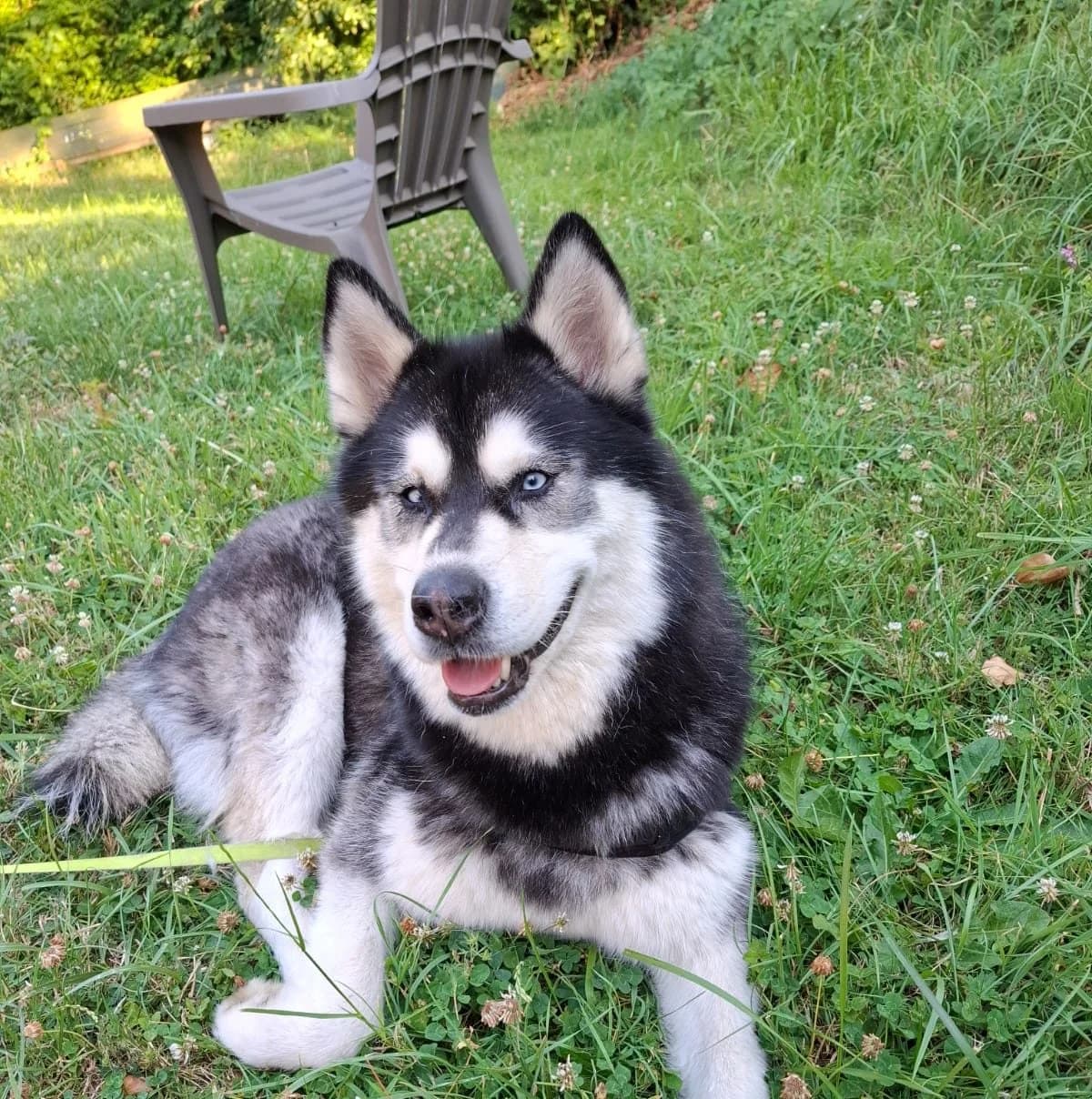 Blizz, 5yo Husky for adoption at Dierenopvang Hart van Brabant