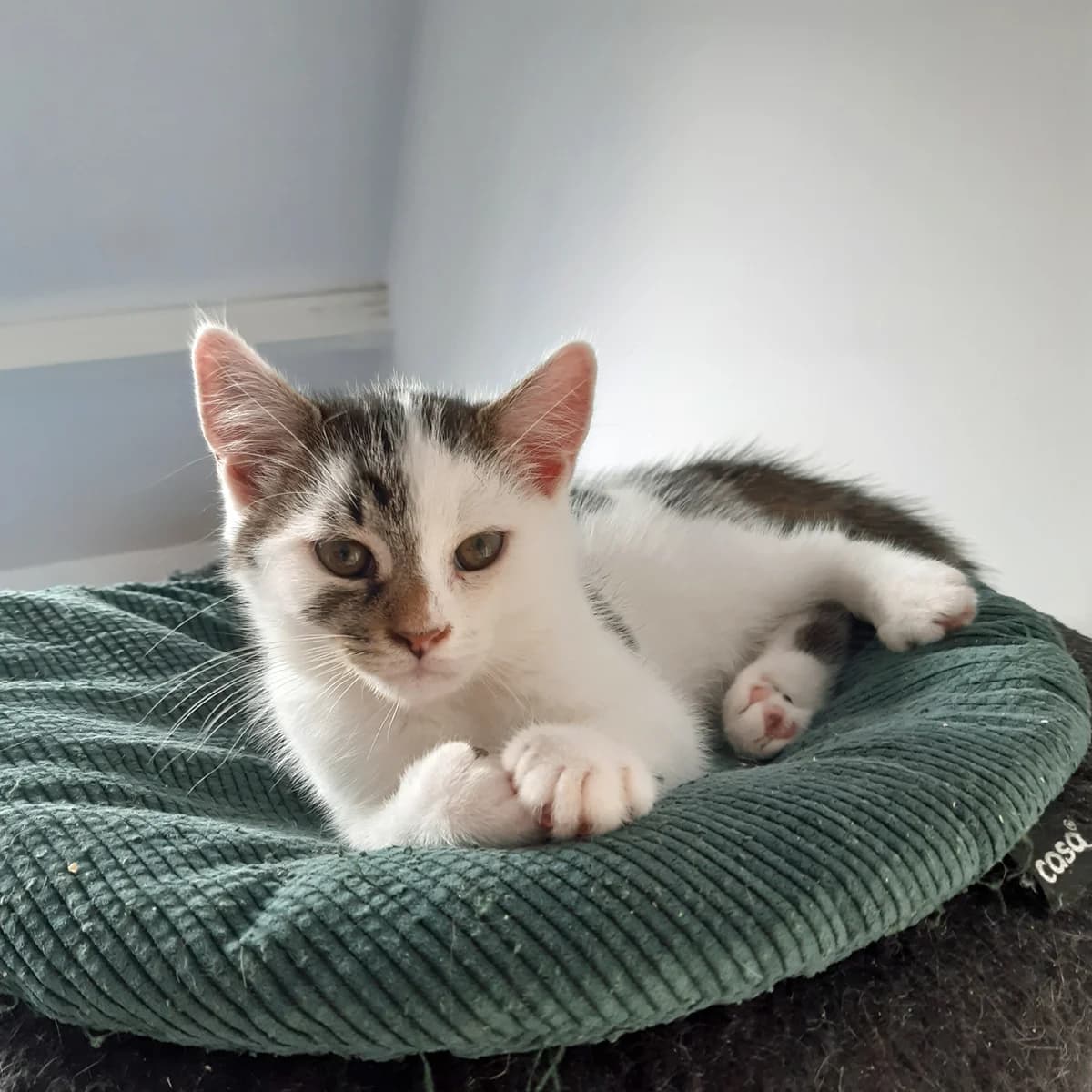 Bo (koppel met Stormy), puppy European Shorthair for adoption at Dierenopvang Hart van Brabant