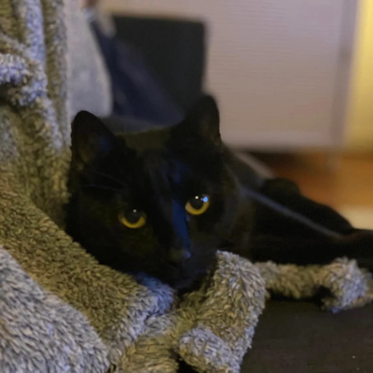 Bobbie, young Mixed Breed for adoption at Dierenopvang Hart van Brabant