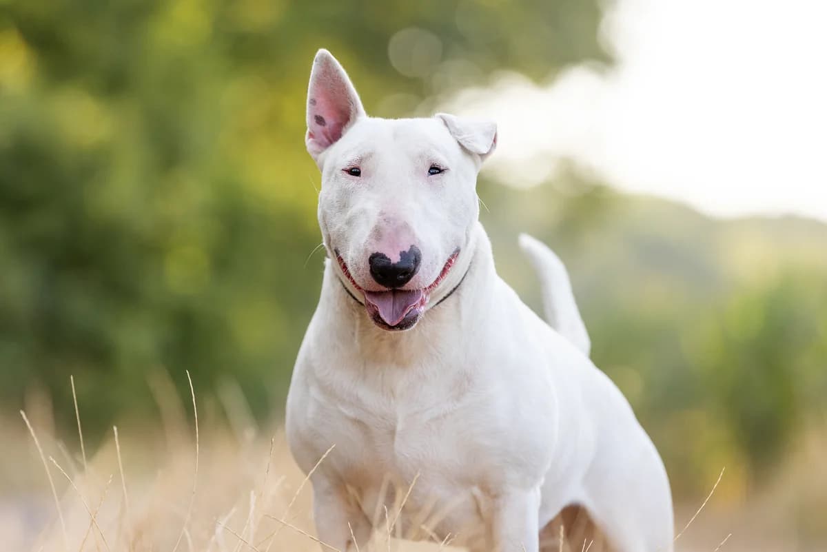 Boef, male young Bull Terrier for adoption at Dierenopvang Hart van Brabant