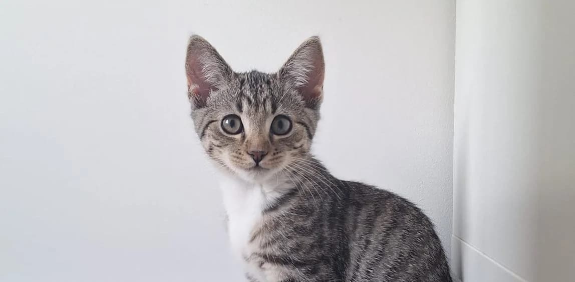 Brom, male puppy European Shorthair for adoption at Dierenopvang Hart van Brabant