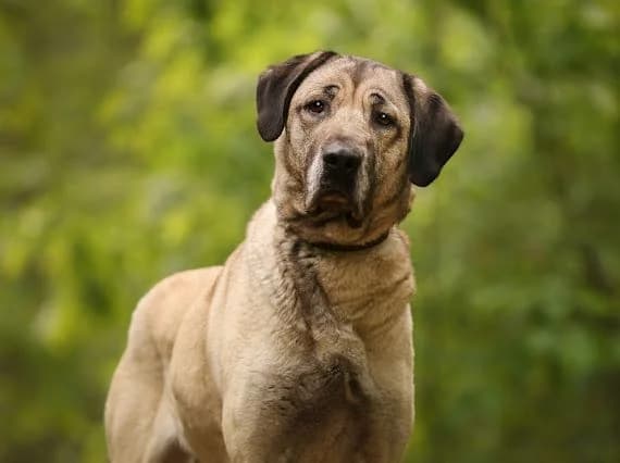 Emina, female 6yo mixed breed for adoption at Dierenopvang Hart van Brabant