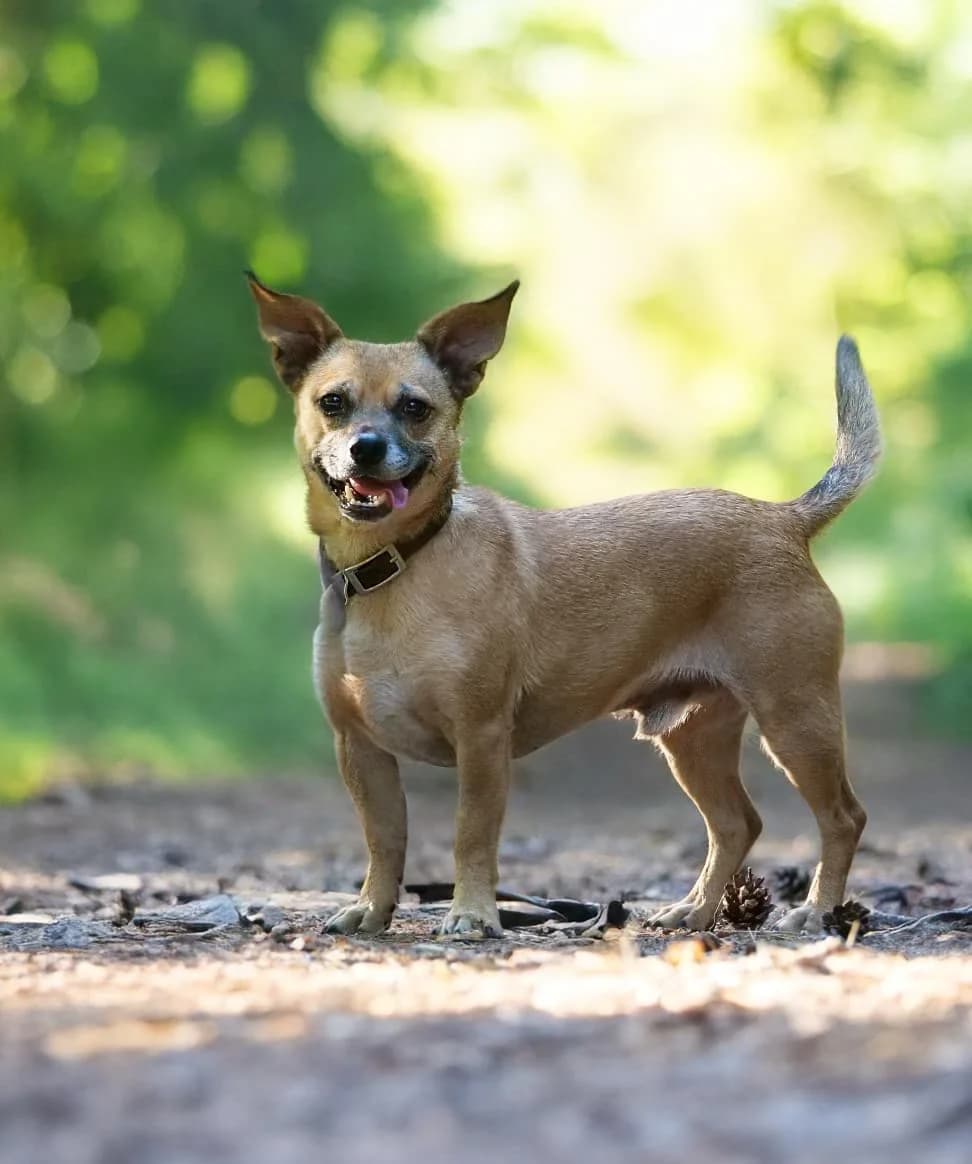 Fell, 4yo Chihuahua for adoption at Dierenopvang Hart van Brabant