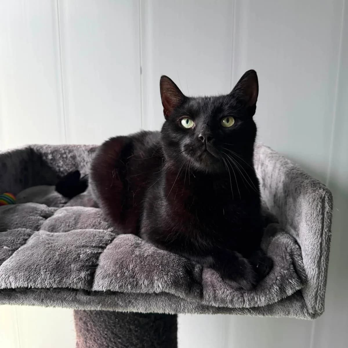 Fira, male 6yo Mixed Breed for adoption at Dierenopvang Hart van Brabant