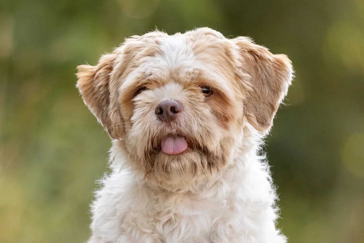 Ilja, 3yo Shih Tzu for adoption at Dierenopvang Hart van Brabant