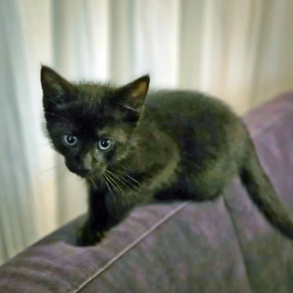 Luna, puppy European Shorthair for adoption at Dierenopvang Hart van Brabant