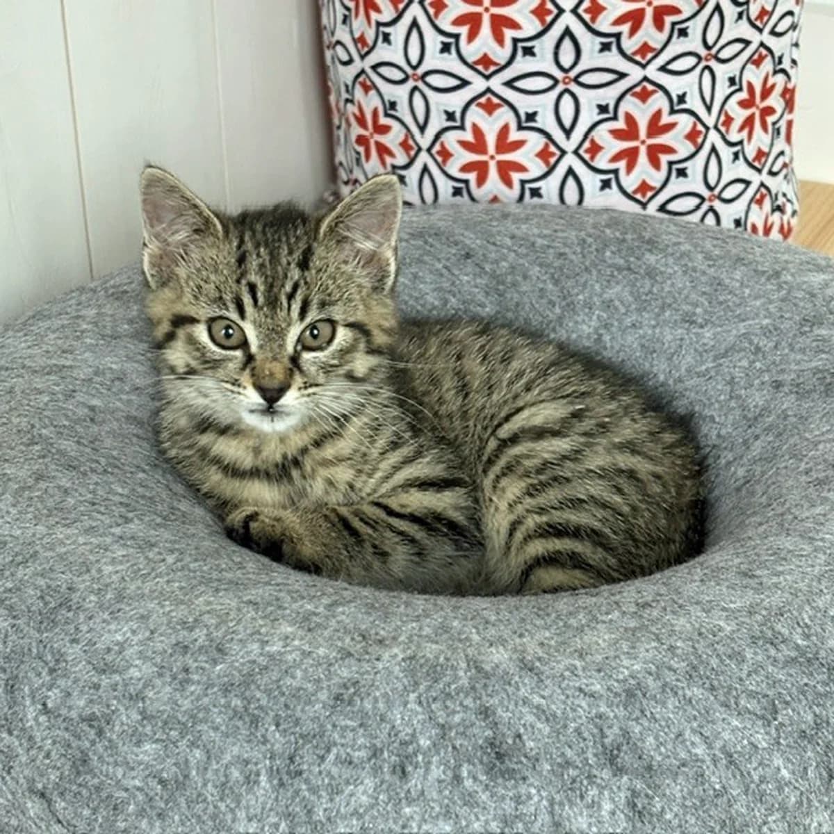 Milo, male puppy European Shorthair for adoption at Dierenopvang Hart van Brabant