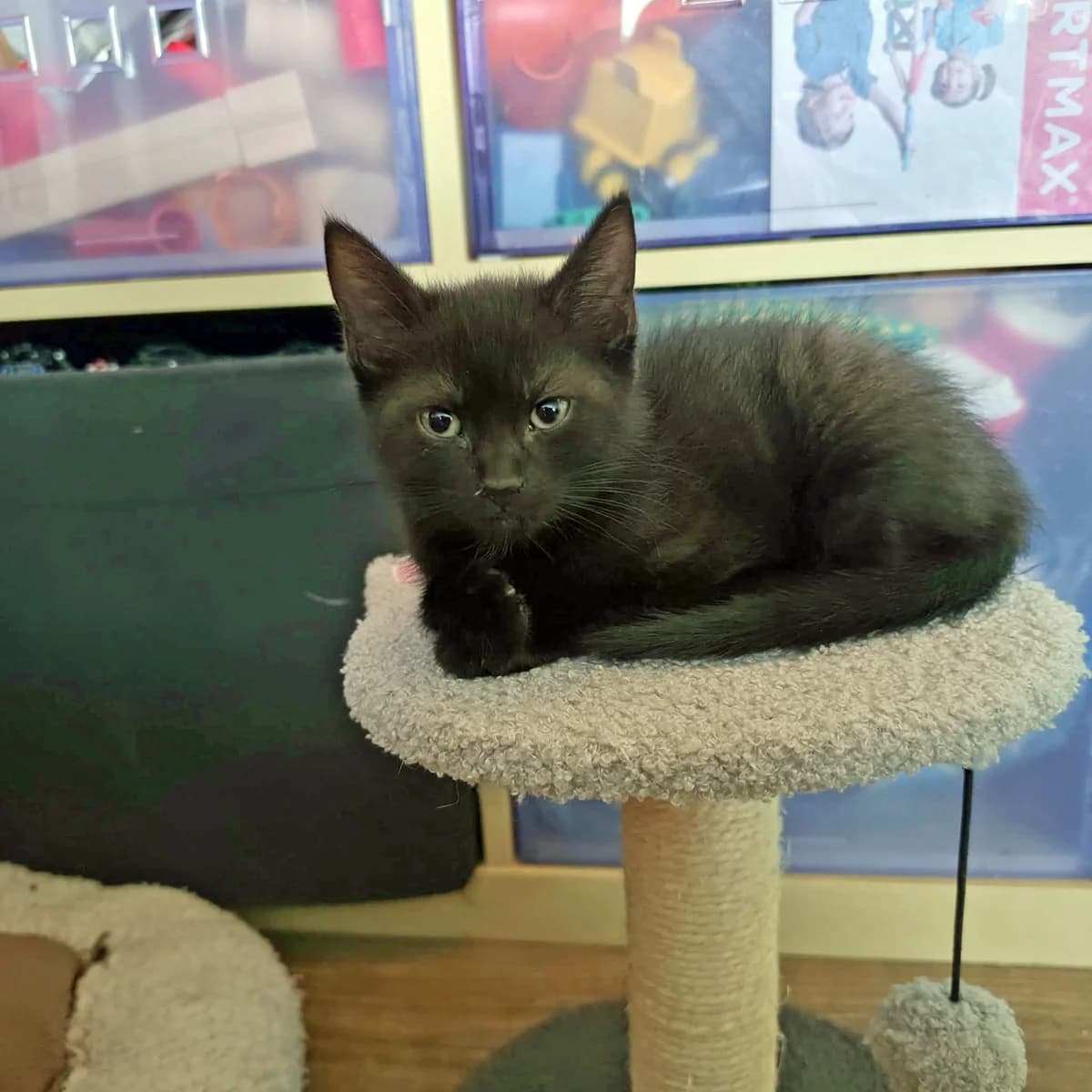 Onyx, puppy European Shorthair for adoption at Dierenopvang Hart van Brabant