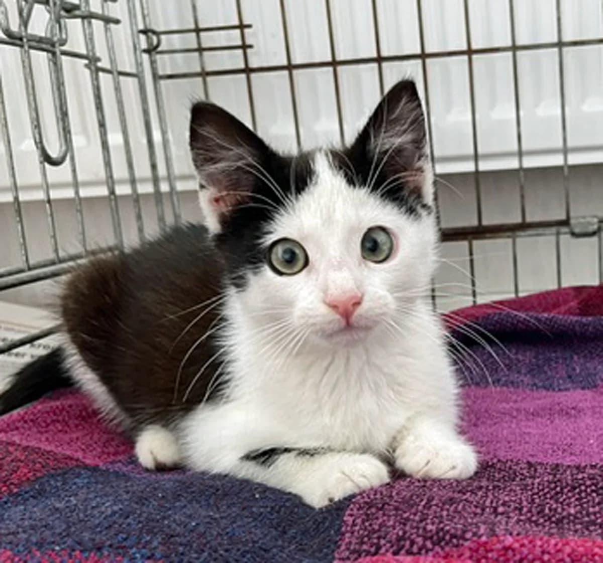 Othello, zwart male puppy European Shorthair for adoption at Dierenopvang Hart van Brabant