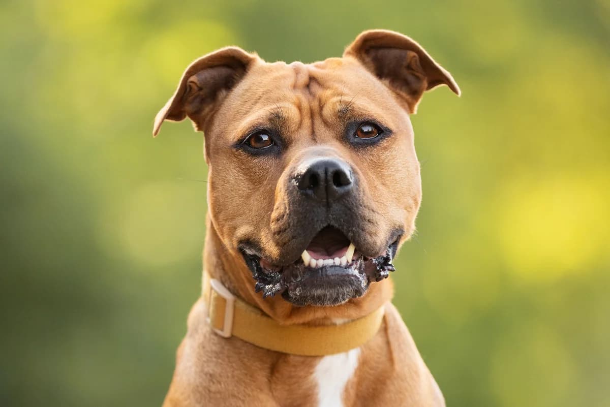 Queenie, 6yo American Staffordshire Terrier for adoption at Dierenopvang Hart van Brabant