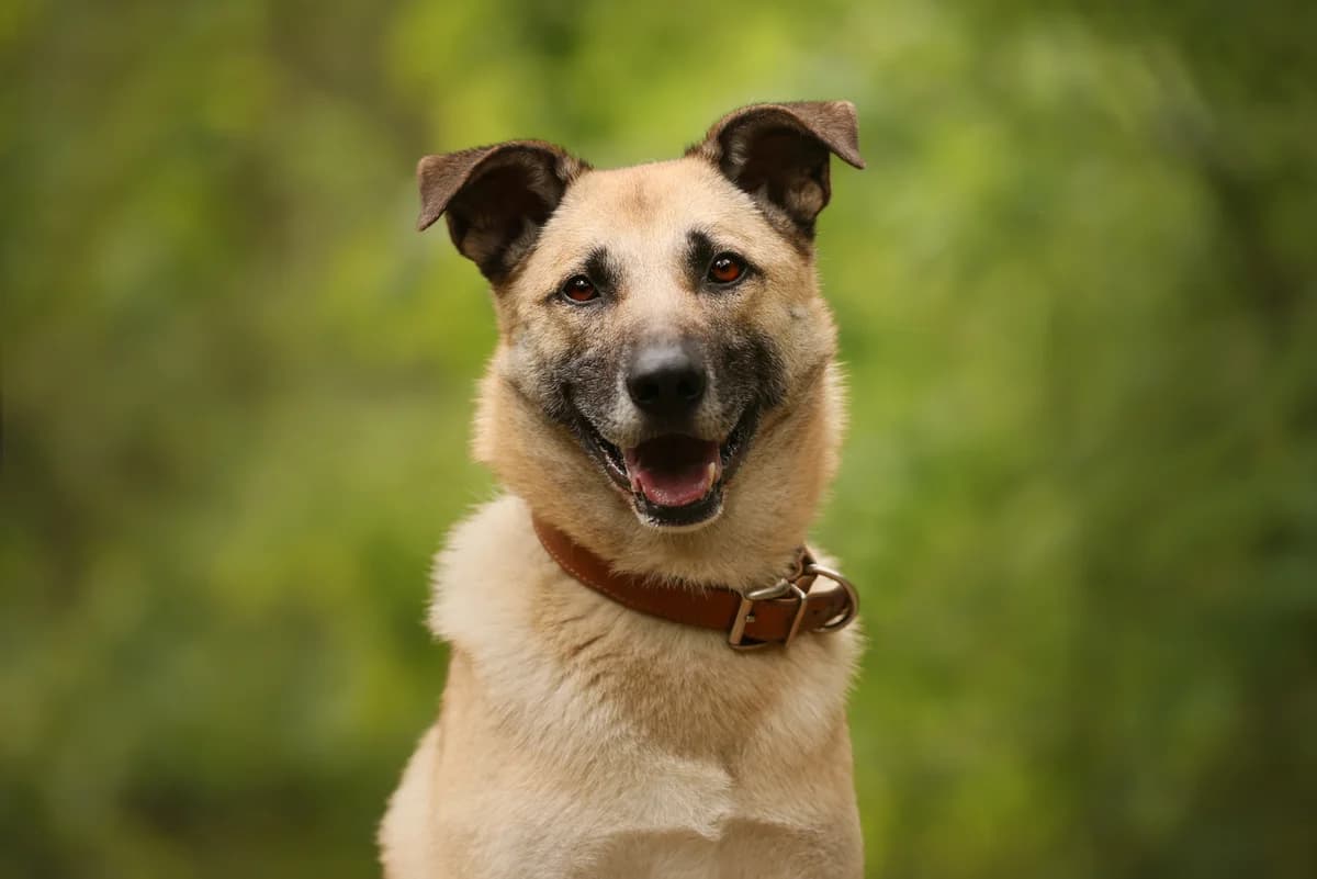 Snoop, goud female 5yo mixed breed for adoption at Dierenopvang Hart van Brabant