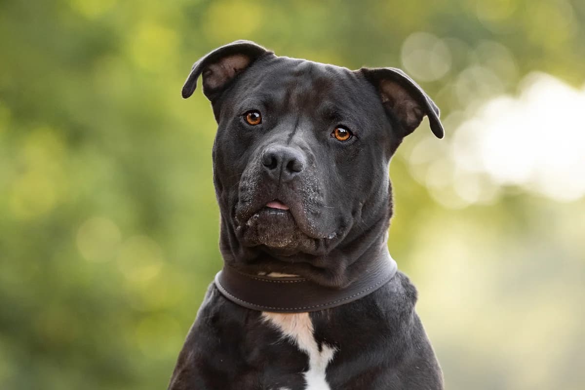 Swayze, 5yo Staffordshire Bull Terrier for adoption at Dierenopvang Hart van Brabant