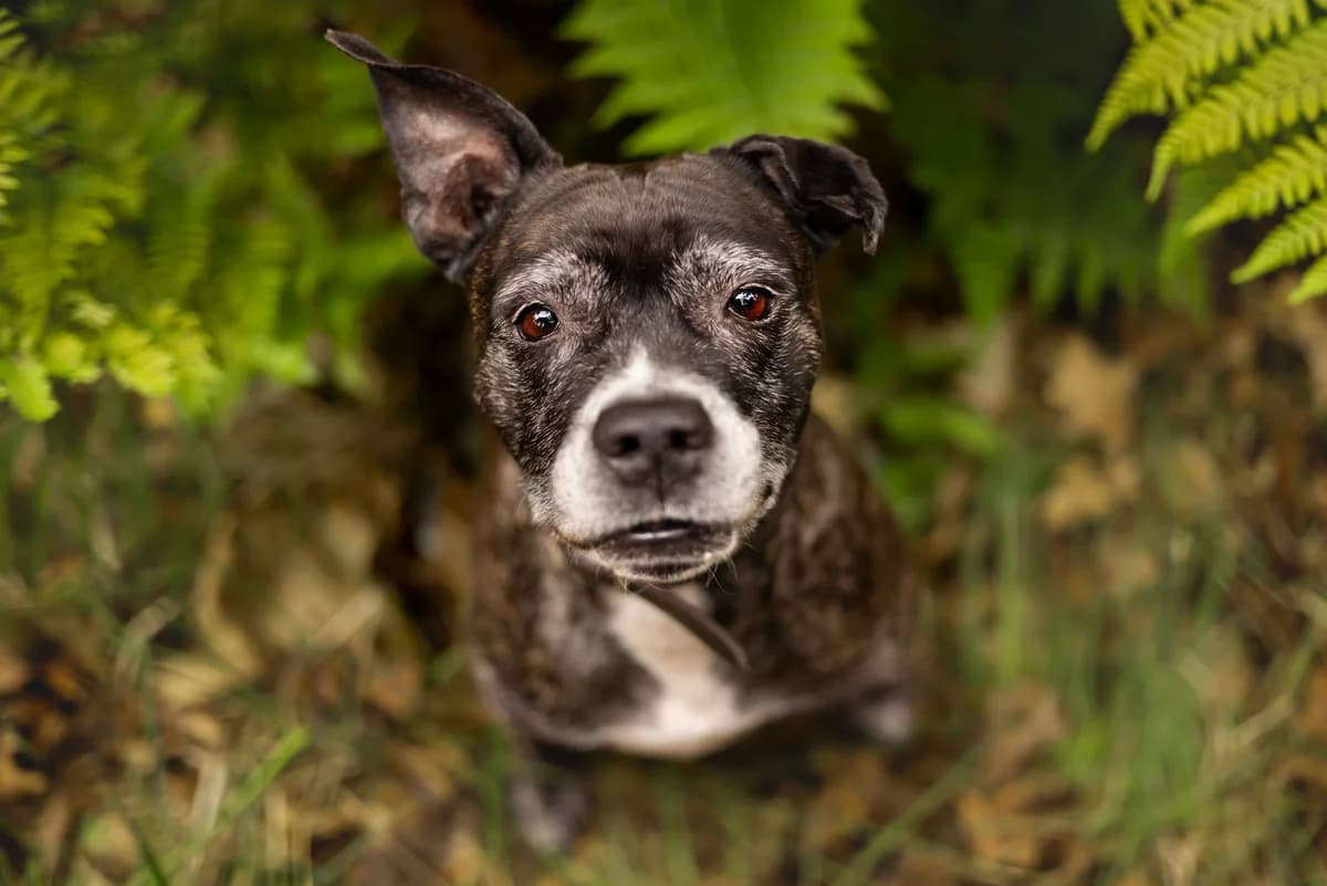 Xena, senior Staffordshire Bull Terrier for adoption at Dierenopvang Hart van Brabant
