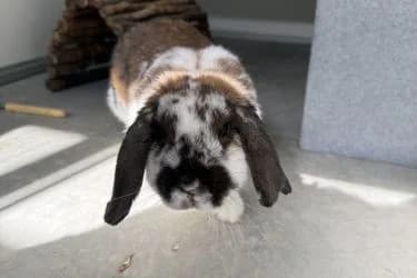 Baloe, female young Mixed Breed for adoption at De Dierenstee