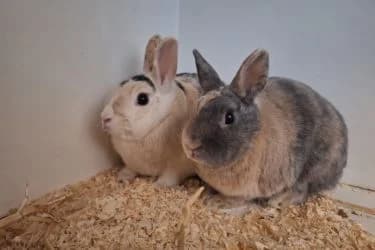 Toos en Koos, young Mixed Breed for adoption at De Dierenstee